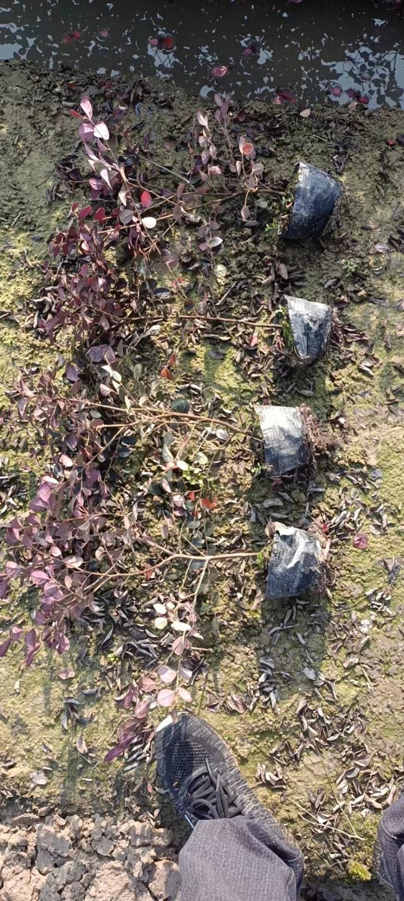 红花继木，红花继木基地，红花继木大小杯苗，红花继木球。