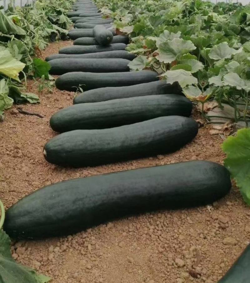 青皮冬瓜地冬瓜黑皮冬瓜长条冬瓜大冬瓜加工厂冬瓜食堂白冬瓜