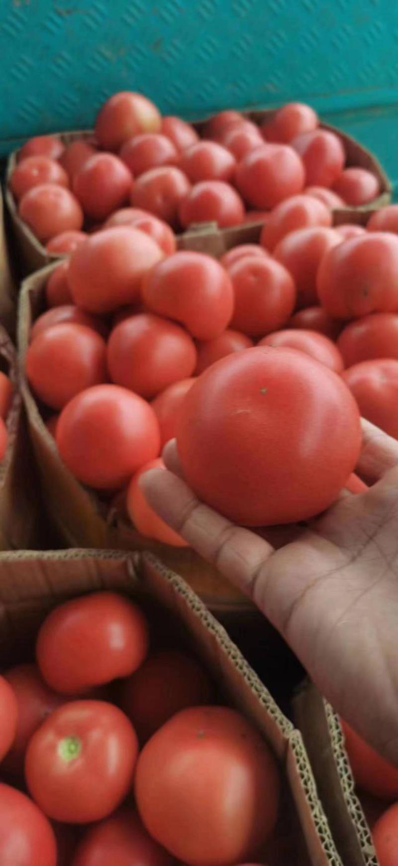 热销西红柿产地直供对接超市批发市场全国发货
