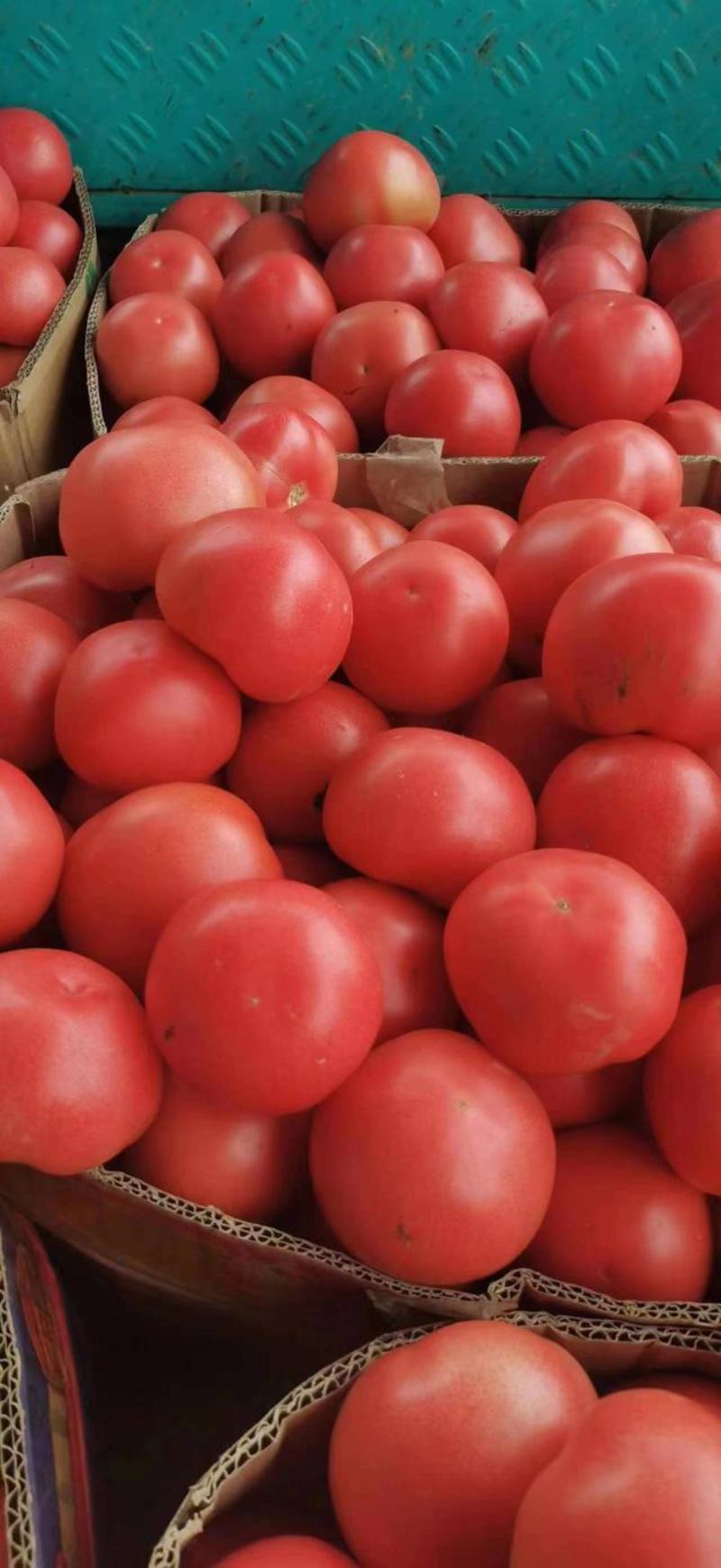 热销西红柿产地直供对接超市批发市场全国发货