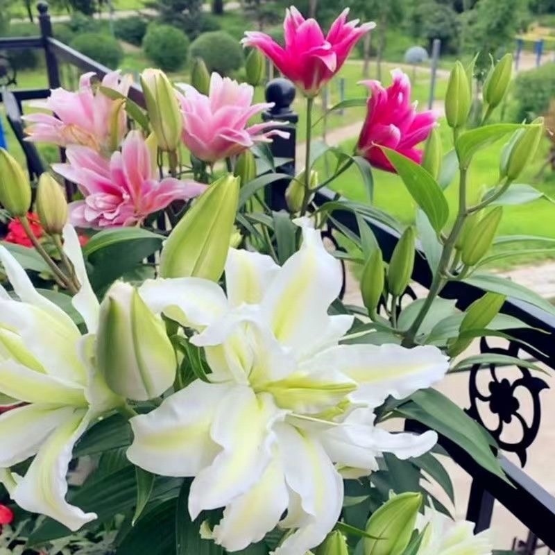 香水百合种球带芽四季盆栽室内阳台花卉绿植耐寒易活
