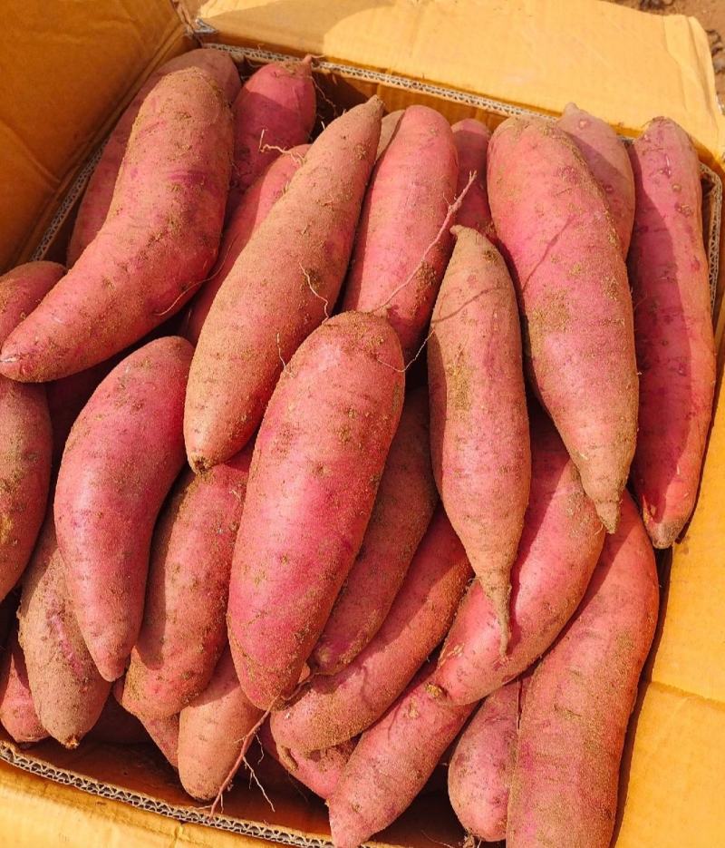 西瓜红红薯蜜薯龙薯九号烟薯济薯26六鳌蜜薯烤红薯甜薯