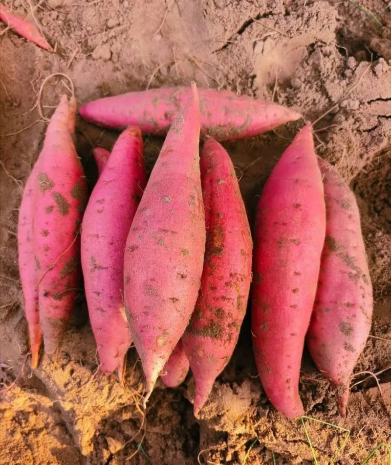 西瓜红红薯蜜薯龙薯九号烟薯济薯26六鳌蜜薯烤红薯甜薯
