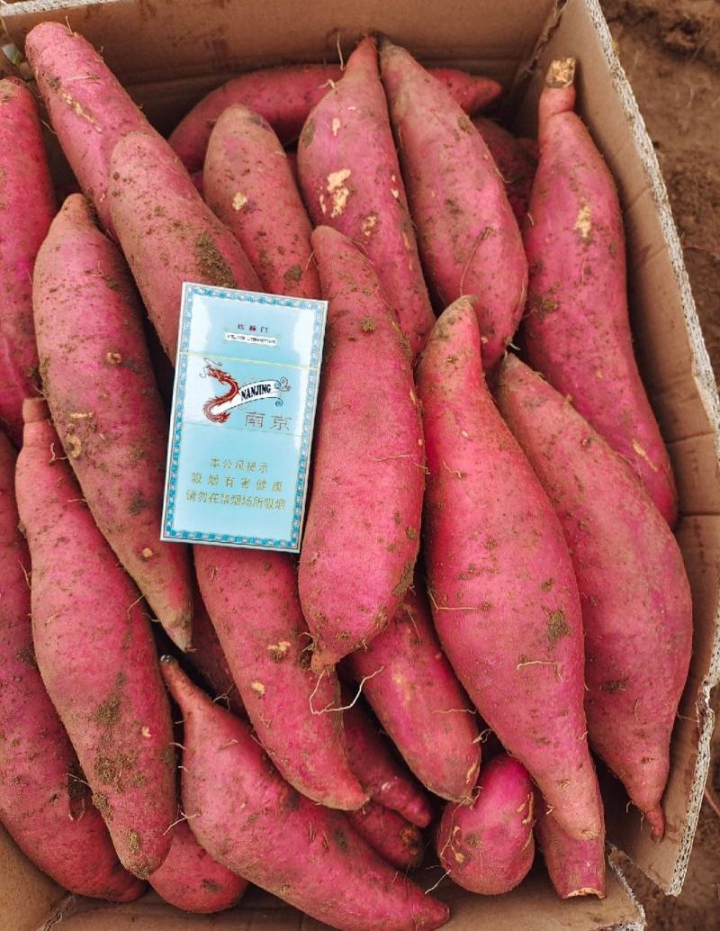 西瓜红红薯蜜薯龙薯九号烟薯济薯26六鳌蜜薯烤红薯甜薯