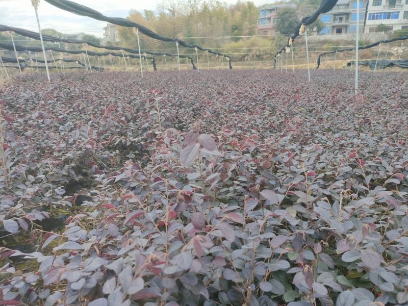 红花继木，红花继木基地，红花继木大小杯苗，红花继木球。