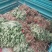 黄山贡菊苗2023年老根苗小秧苗可食用菊花茶小苗