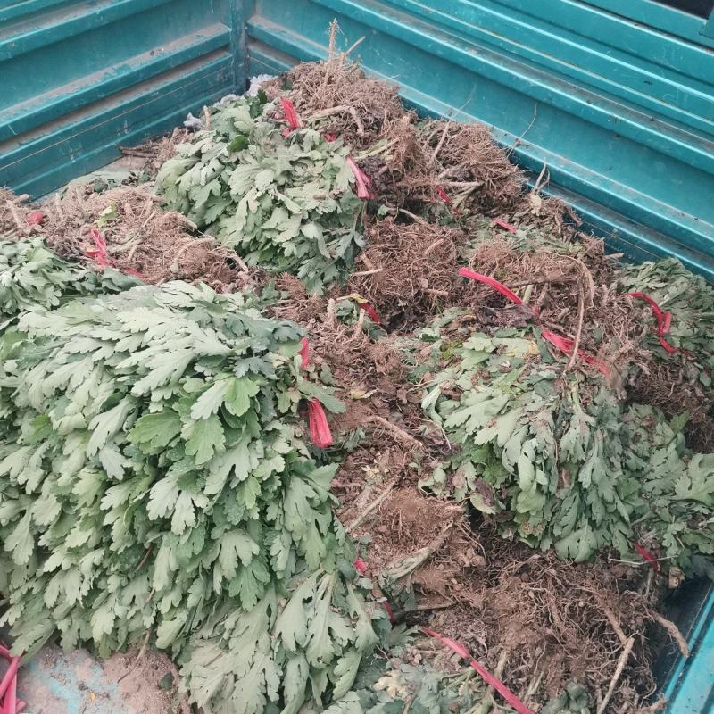 黄山贡菊苗2023年老根苗小秧苗可食用菊花茶小苗