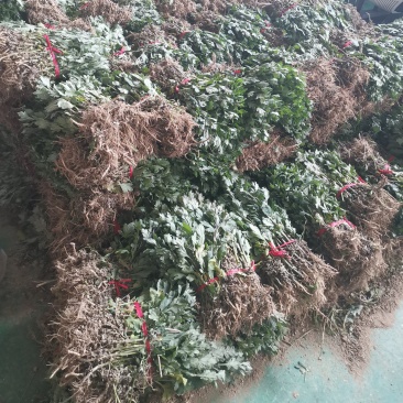 2023年菊花苗菊花秧老根苗
