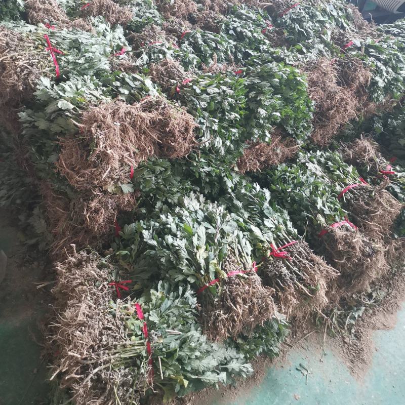 2023年菊花苗菊花秧老根苗