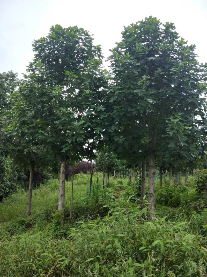 马褂木，马褂木基地，截杆发冒马褂木。原生马褂木，量大从优