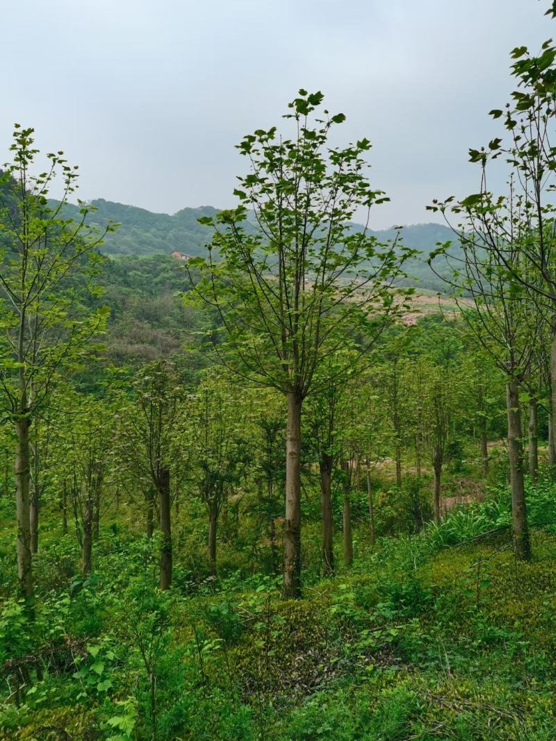 马褂木，马褂木基地，截杆发冒马褂木。原生马褂木，量大从优