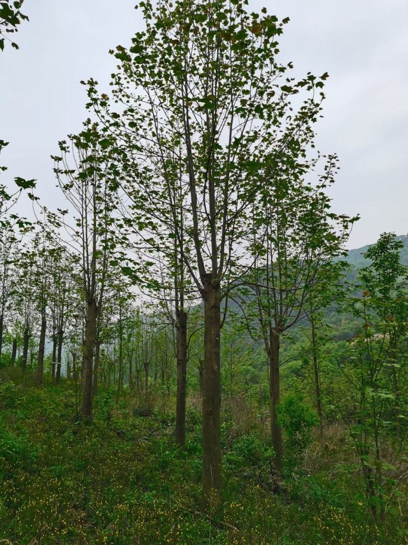 马褂木，马褂木基地，截杆发冒马褂木。原生马褂木，量大从优