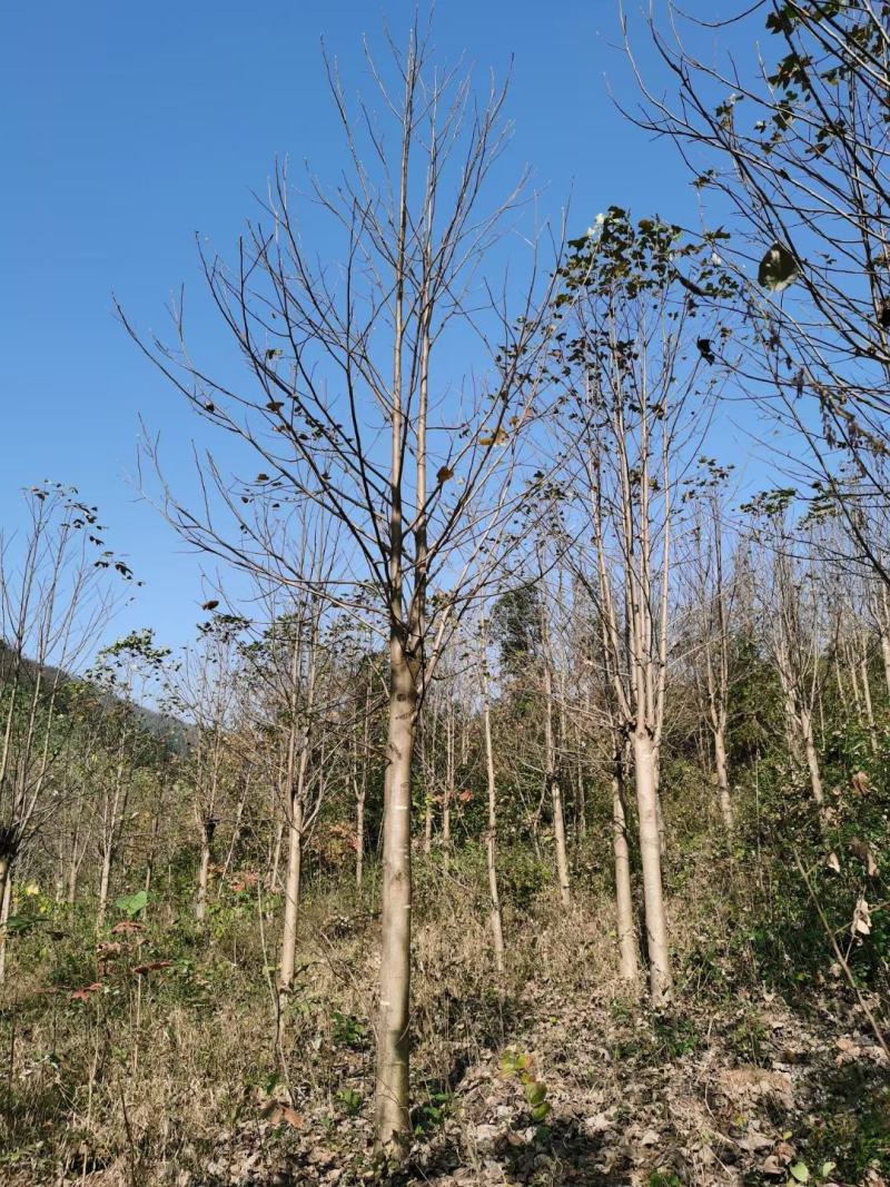 马褂木，马褂木基地，截杆发冒马褂木。原生马褂木，量大从优