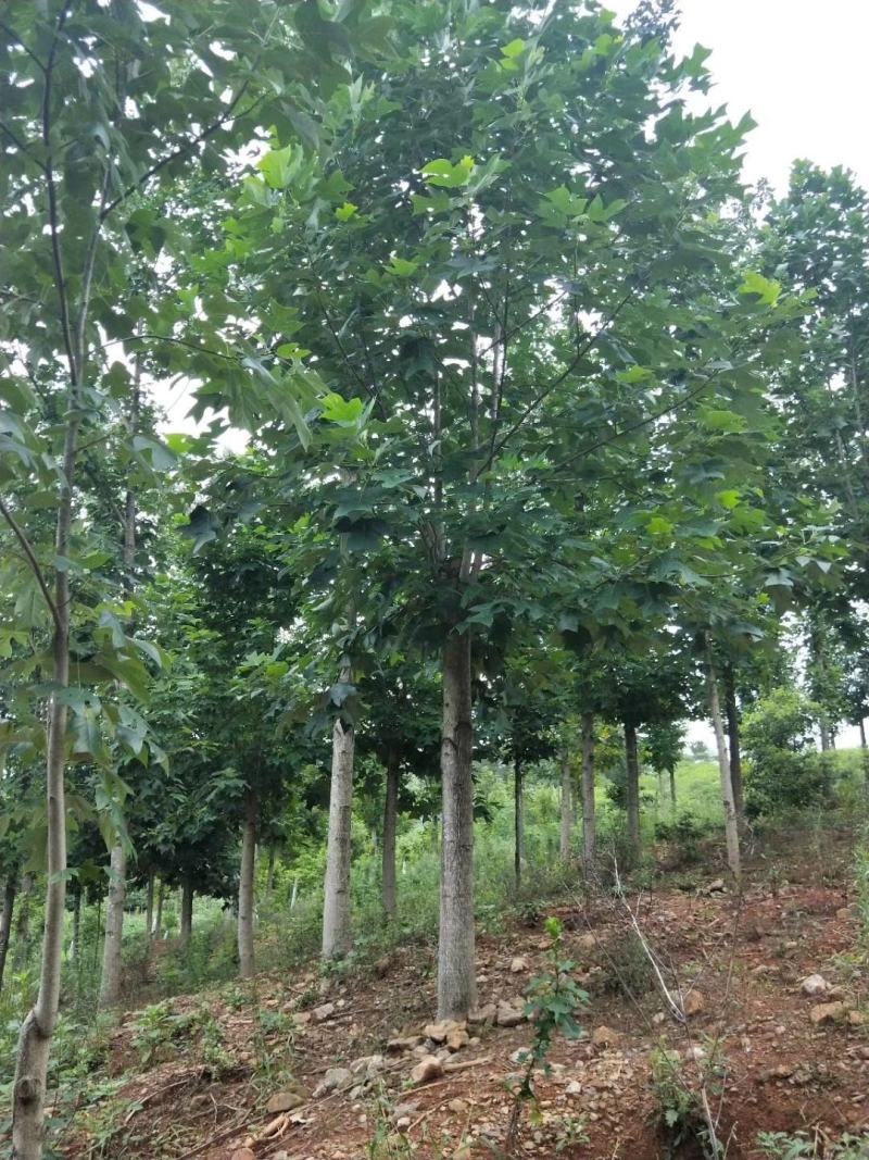 马褂木，马褂木基地，截杆发冒马褂木。原生马褂木，量大从优