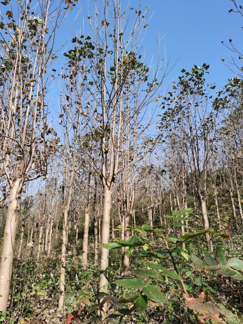 马褂木，马褂木基地，截杆发冒马褂木。原生马褂木，量大从优