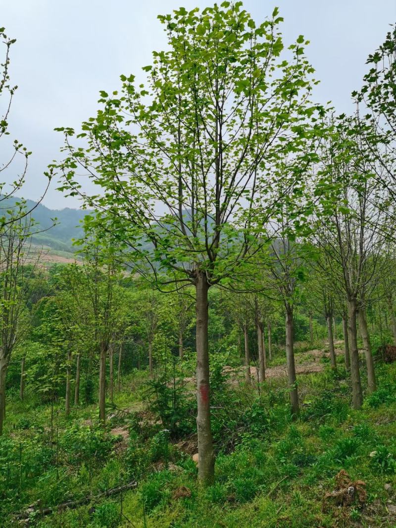 马褂木，马褂木基地，截杆发冒马褂木。原生马褂木，量大从优