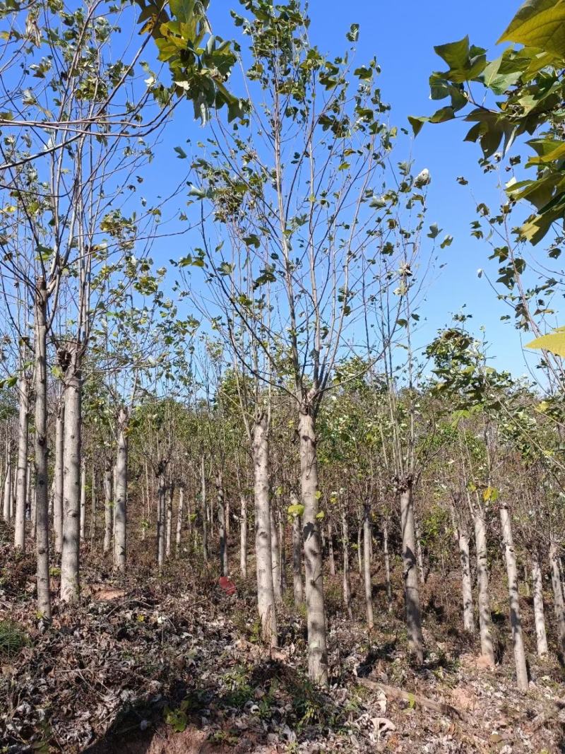 马褂木，马褂木基地，截杆发冒马褂木。原生马褂木，量大从优