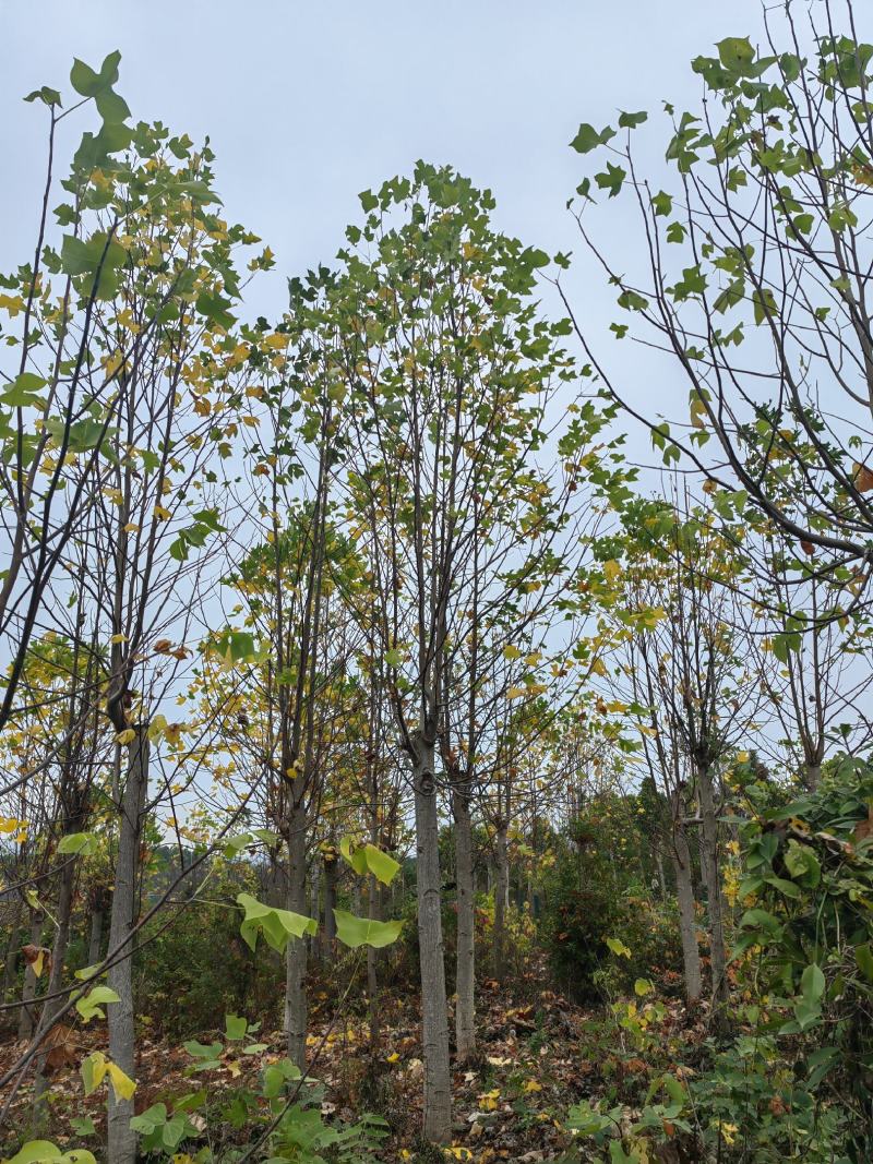 马褂木，马褂木基地，截杆发冒马褂木。原生马褂木，量大从优
