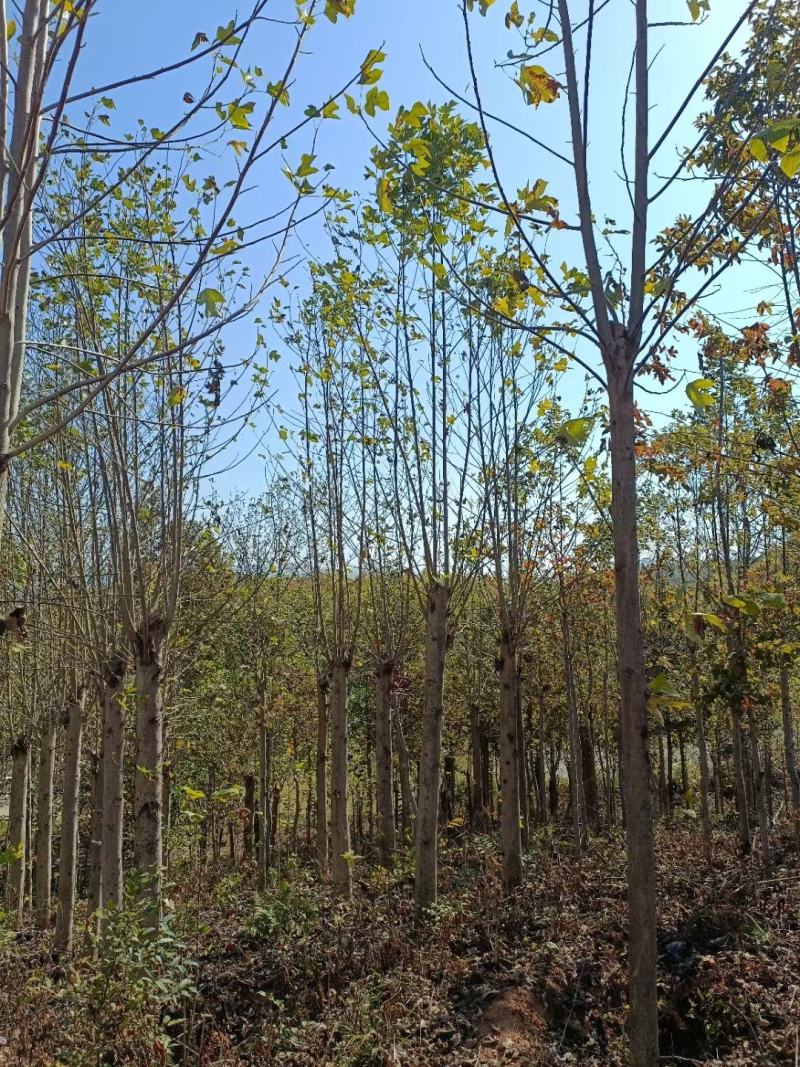 马褂木，马褂木基地，截杆发冒马褂木。原生马褂木，量大从优