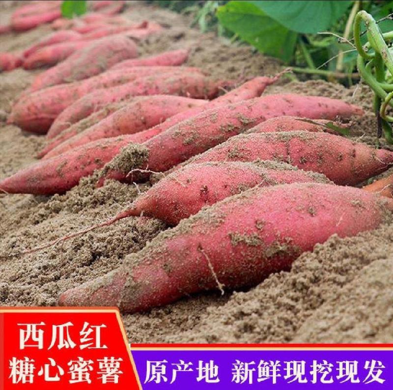 养殖工厂西瓜红红薯龙薯九号蜜薯红皮黄心烤红薯甜薯烟薯济薯