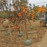 甜脆柿子苗正宗树嫁接无核日本特大柿子果树苗南北方种植包邮