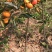 甜脆柿子苗正宗树嫁接无核日本特大柿子果树苗南北方种植包邮