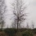 枫香，枫香基地，枫香小苗，截杆发冒枫香，原生枫香，量大从
