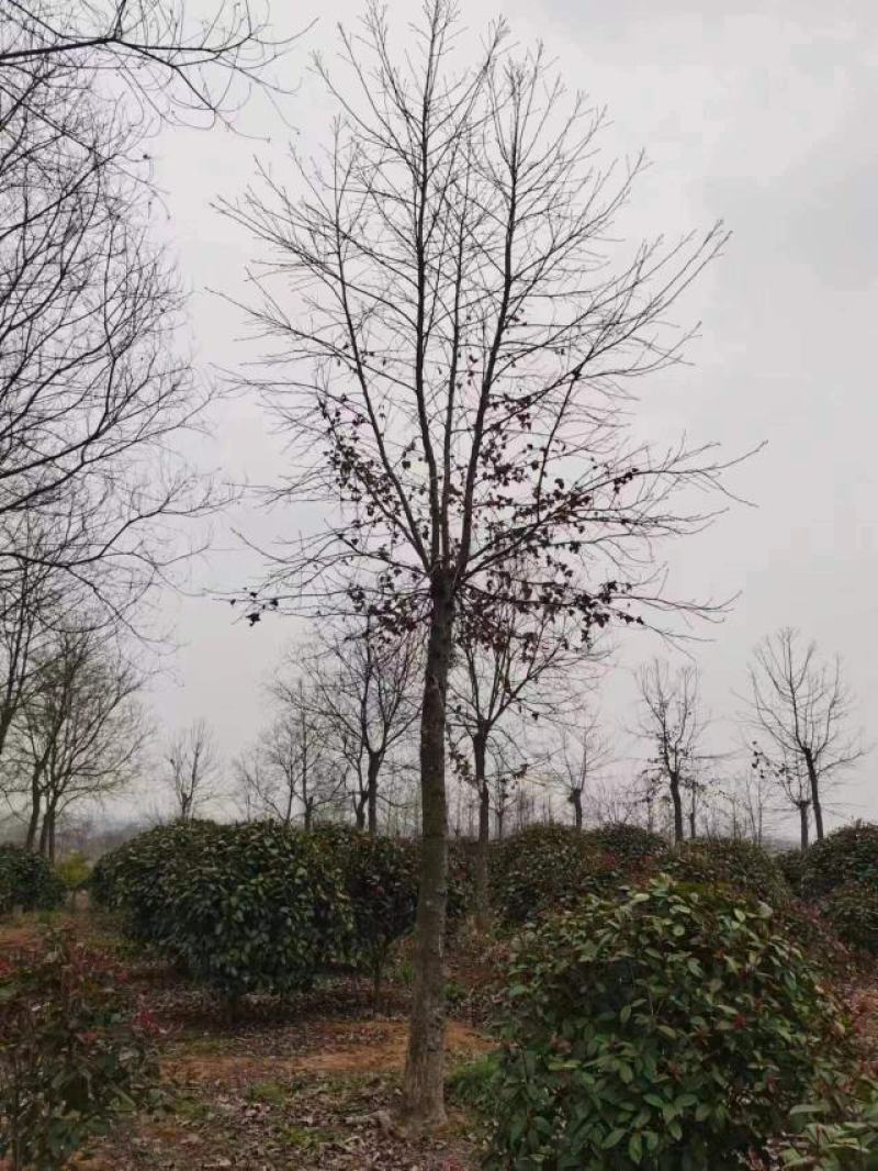 枫香，枫香基地，枫香小苗，截杆发冒枫香，原生枫香，量大从