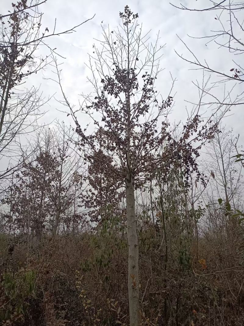 枫香，枫香基地，枫香小苗，截杆发冒枫香，原生枫香，量大从