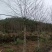 枫香，枫香基地，枫香小苗，截杆发冒枫香，原生枫香，量大从