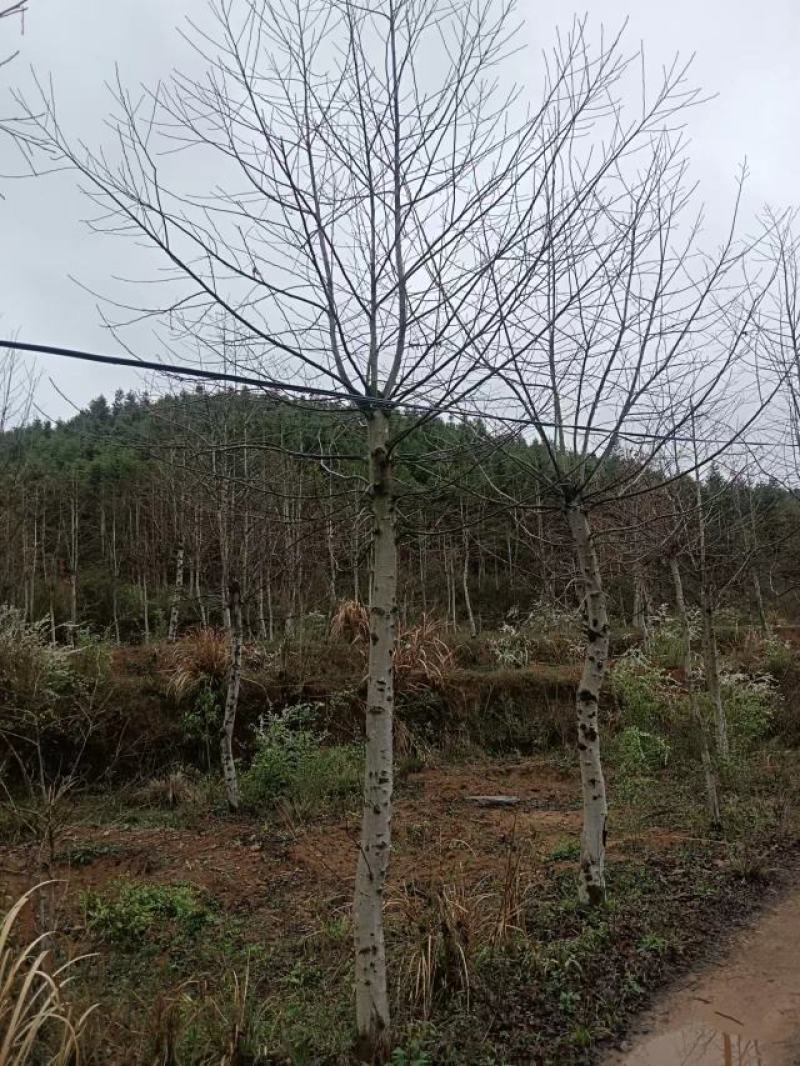 枫香，枫香基地，枫香小苗，截杆发冒枫香，原生枫香，量大从