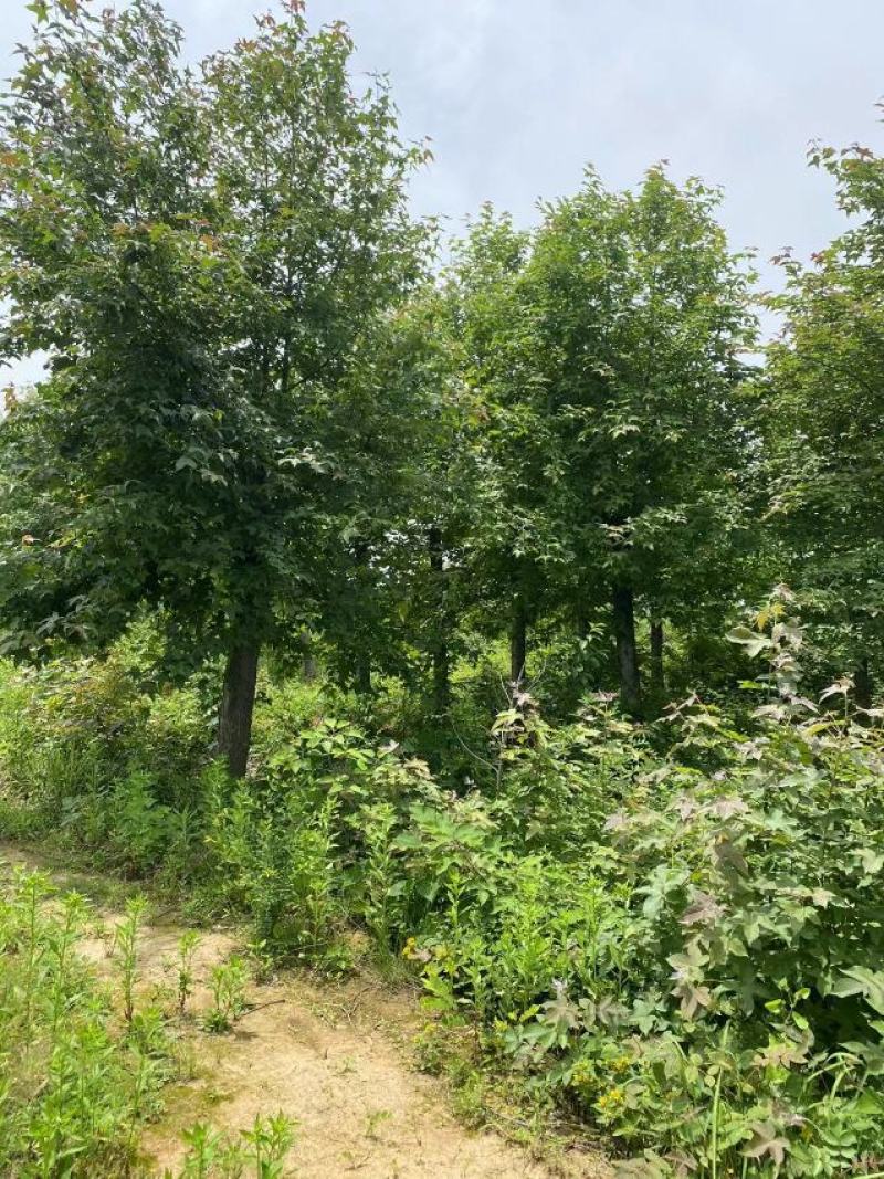 枫香，枫香基地，枫香小苗，截杆发冒枫香，原生枫香，量大从