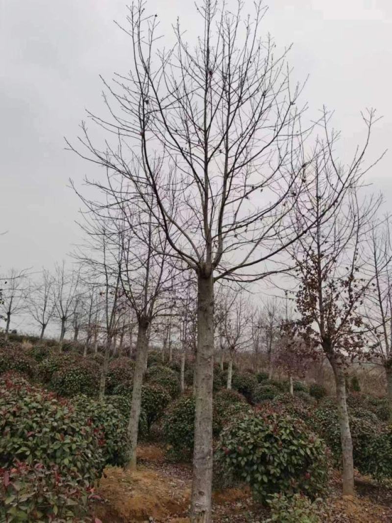 枫香，枫香基地，枫香小苗，截杆发冒枫香，原生枫香，量大从