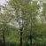 枫香，枫香基地，枫香小苗，截杆发冒枫香，原生枫香，量大从