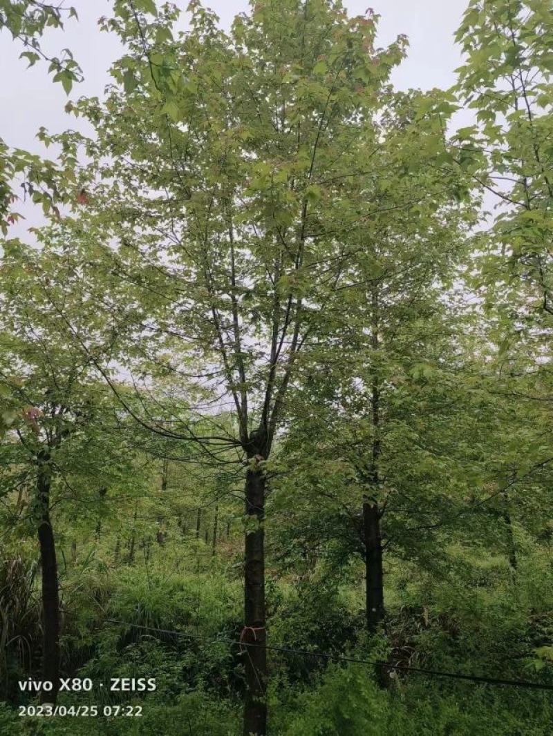 枫香，枫香基地，枫香小苗，截杆发冒枫香，原生枫香，量大从