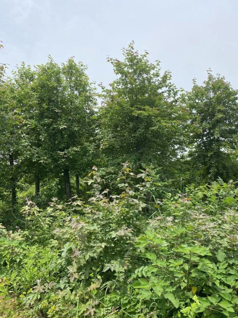 枫香，枫香基地，枫香小苗，截杆发冒枫香，原生枫香，量大从