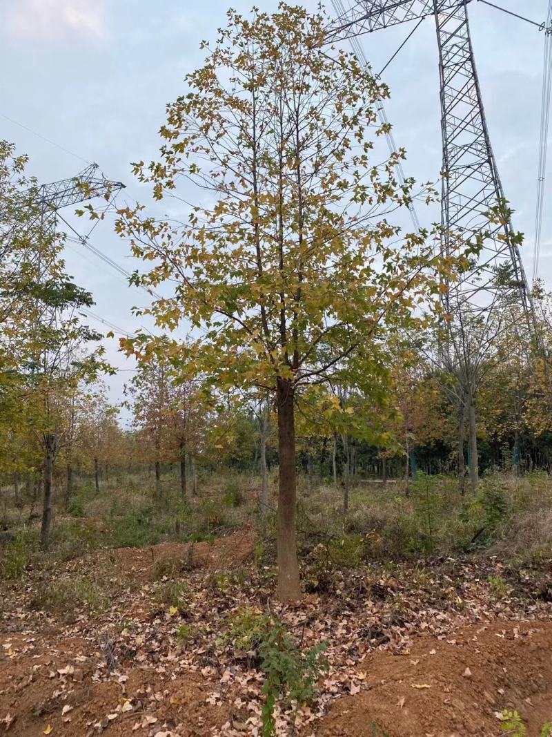 枫香，枫香基地，枫香小苗，截杆发冒枫香，原生枫香，量大从
