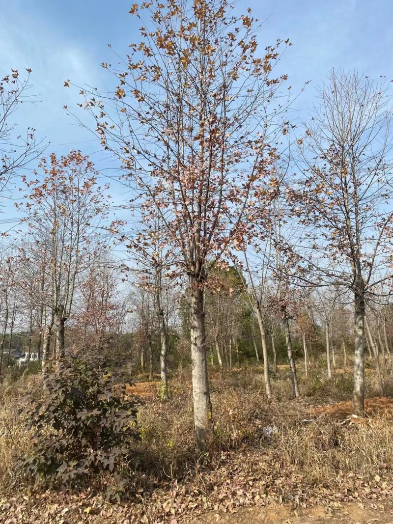 枫香，枫香基地，枫香小苗，截杆发冒枫香，原生枫香，量大从