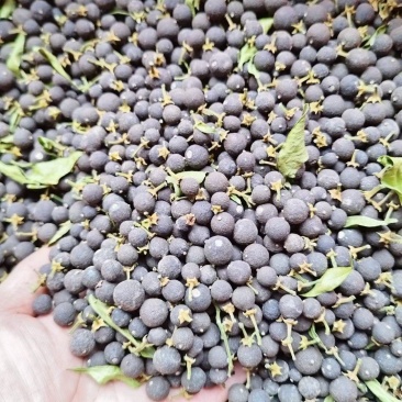 青皮圆个，切片，大量供应，保质保量，可视频看货