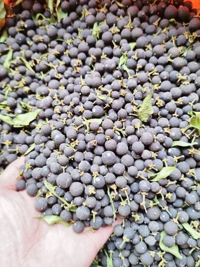 青皮圆个，切片，大量供应，保质保量，可视频看货