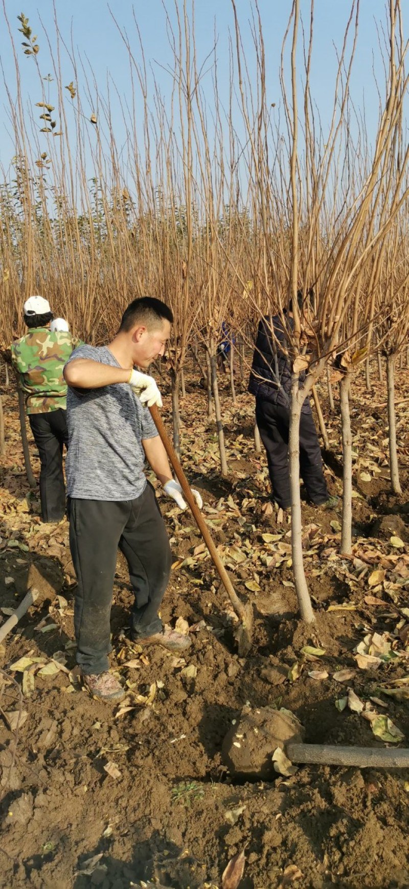 特大柿子树庭院果树南方北方别墅栽种脆甜柿子树苗带土球包邮