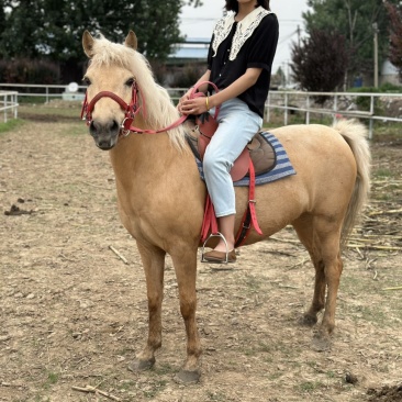 矮马100~200kg