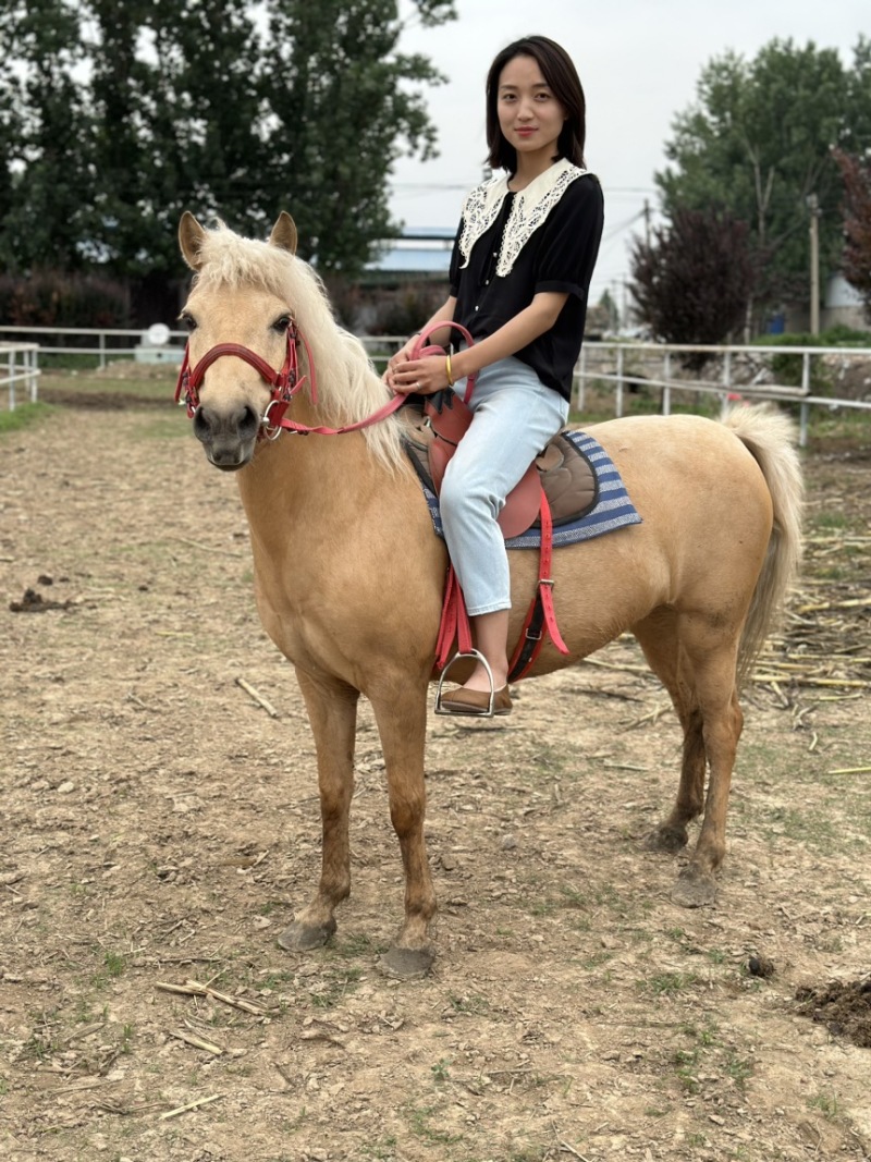 矮马100~200kg