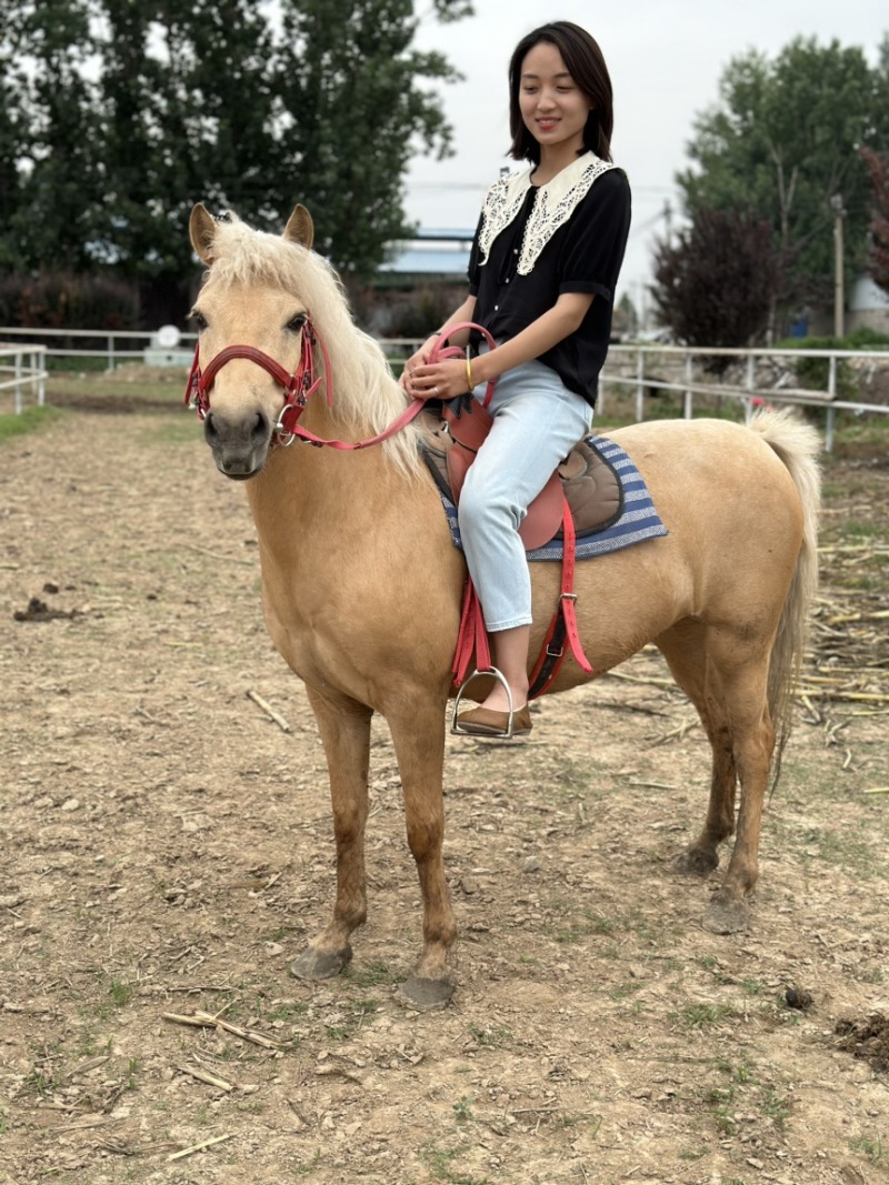 矮马100~200kg