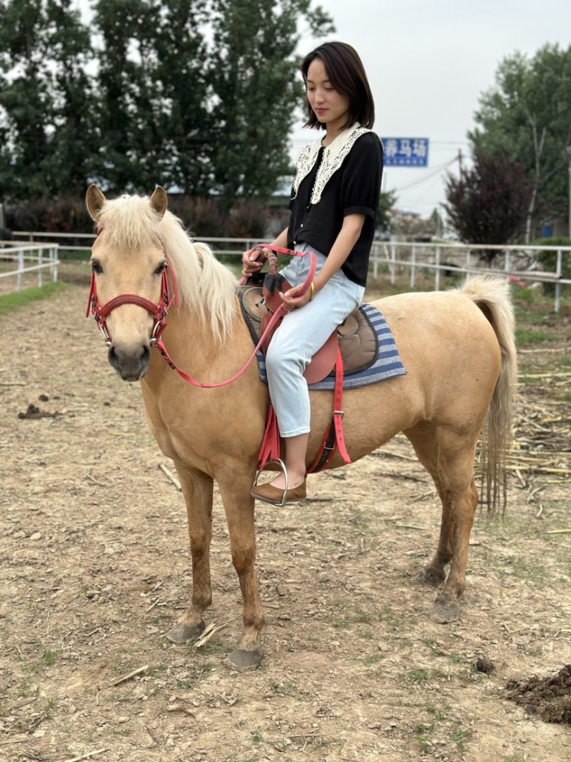 矮马100~200kg