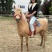 矮马100~200kg