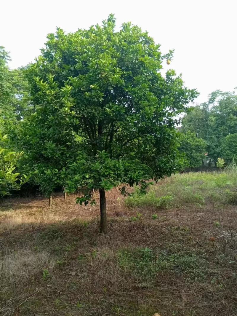 香泡，香泡基地，移植田苗香泡，大小规格精品香泡量大从优。