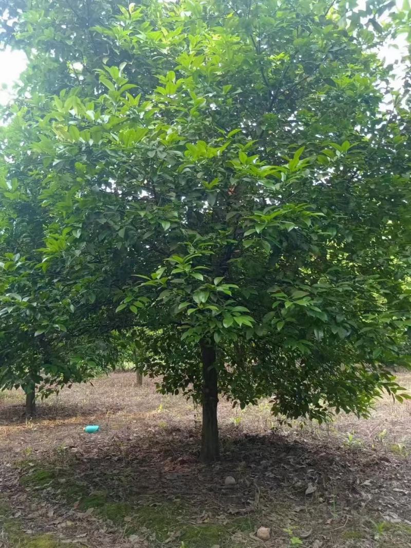 香泡，香泡基地，移植田苗香泡，大小规格精品香泡量大从优。