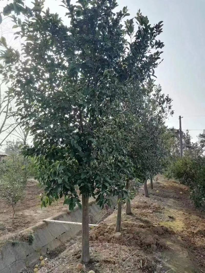 香泡，香泡基地，移植田苗香泡，大小规格精品香泡量大从优。