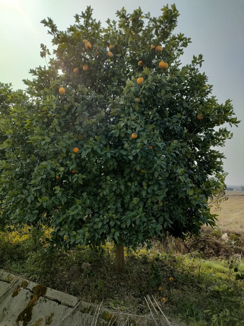 香泡，香泡基地，移植田苗香泡，大小规格精品香泡量大从优。
